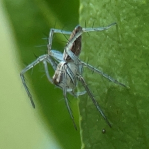 Oxyopes sp. (genus) at Curtin, ACT - 16 Apr 2024