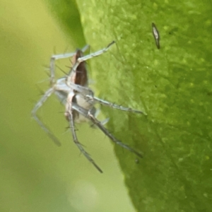 Oxyopes sp. (genus) at Curtin, ACT - 16 Apr 2024