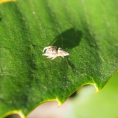 Unidentified Jumping or peacock spider (Salticidae) at Vincentia, NSW - 14 Apr 2024 by JodieR