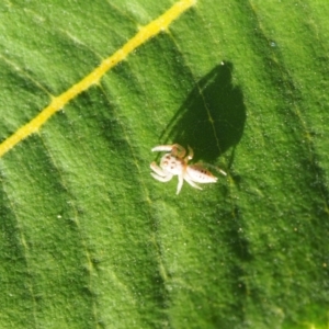 Opisthoncus sp. (genus) at Vincentia, NSW - 14 Apr 2024