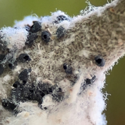 Eriosoma lanigerum (Woolly Aphid) at Curtin, ACT - 16 Apr 2024 by Hejor1