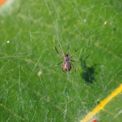 Unidentified Spider (Araneae) at Vincentia, NSW - 14 Apr 2024 by JodieR