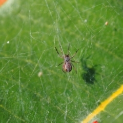 Unidentified Spider (Araneae) at suppressed - 14 Apr 2024 by JodieR