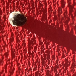 Coccinellidae (family) at Curtin, ACT - 16 Apr 2024 04:09 PM