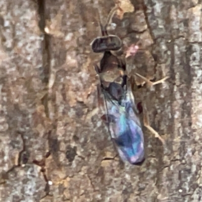 Stratiomyidae (family) (Soldier fly) at Curtin, ACT - 16 Apr 2024 by Hejor1