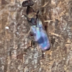 Stratiomyidae (family) at Curtin, ACT - 16 Apr 2024