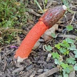 Phallus rubicundus at Watson, ACT - 16 Apr 2024