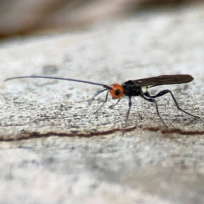 Braconidae (family) (Unidentified braconid wasp) at Curtin, ACT - 16 Apr 2024 by Hejor1