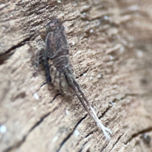 Platybrachys sp. (genus) at Curtin, ACT - 16 Apr 2024