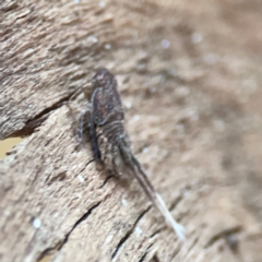 Platybrachys sp. (genus) at Curtin, ACT - 16 Apr 2024