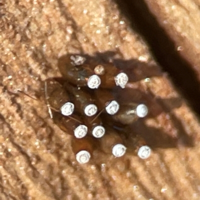 Reduviidae (family) at Curtin, ACT - 16 Apr 2024 by Hejor1