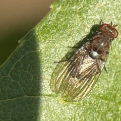 Unidentified Other true fly at Curtin, ACT - 16 Apr 2024 by Hejor1