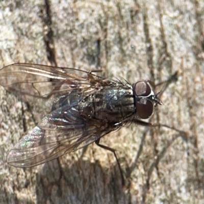 Unidentified Other true fly at Curtin, ACT - 16 Apr 2024 by Hejor1