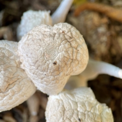 Unidentified Cap on a stem; gills below cap [mushrooms or mushroom-like] at Curtin, ACT - 16 Apr 2024 by Hejor1