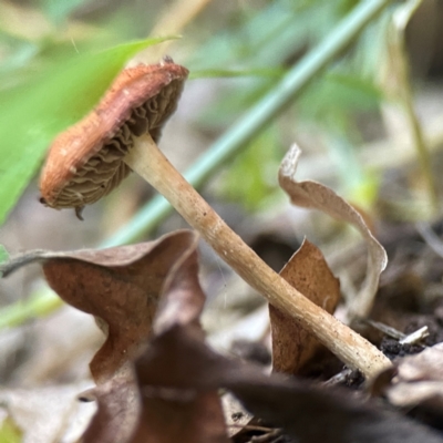 Unidentified Cap on a stem; gills below cap [mushrooms or mushroom-like] at Curtin, ACT - 16 Apr 2024 by Hejor1