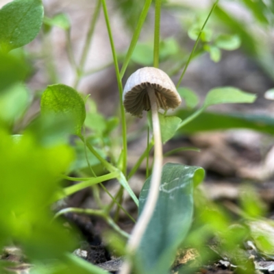 Coprinellus etc. at Curtin, ACT - 16 Apr 2024 by Hejor1