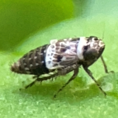 Horouta aristarche (Leafhopper) at Curtin, ACT - 16 Apr 2024 by Hejor1