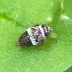 Cicadellidae (family) at Curtin, ACT - 16 Apr 2024