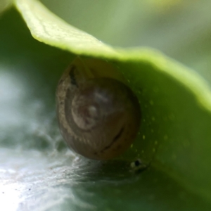 Cornu aspersum (Common Garden Snail) at Curtin, ACT by Hejor1