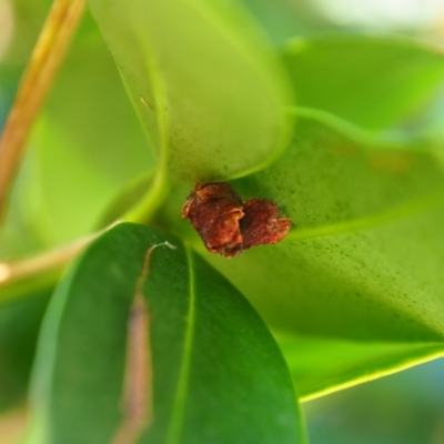 Unidentified Beetle (Coleoptera) at Vincentia, NSW - 14 Apr 2024 by JodieR