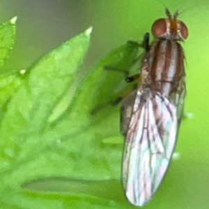Sapromyza brunneovittata at Curtin, ACT - 16 Apr 2024