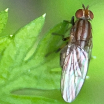 Sapromyza brunneovittata at Curtin, ACT - 16 Apr 2024 by Hejor1