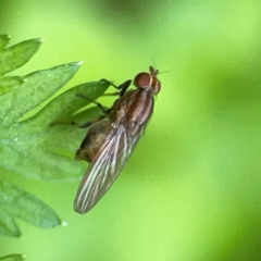 Sapromyza brunneovittata at Curtin, ACT - 16 Apr 2024