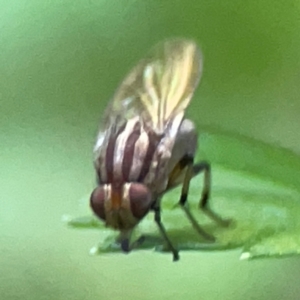 Sapromyza brunneovittata at Curtin, ACT - 16 Apr 2024