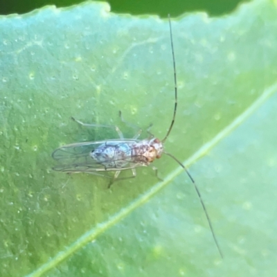 Psocodea 'Psocoptera' sp. (order) (Unidentified plant louse) at Curtin, ACT - 16 Apr 2024 by Hejor1