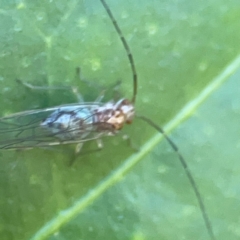 Psocodea 'Psocoptera' sp. (order) at Curtin, ACT - 16 Apr 2024