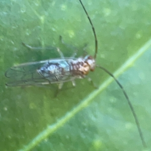 Psocodea 'Psocoptera' sp. (order) at Curtin, ACT - 16 Apr 2024