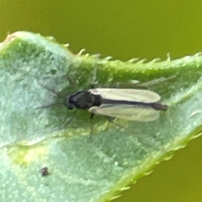 Cricotopus sp. (genus) (A non-biting midge) at Curtin, ACT - 16 Apr 2024 by Hejor1