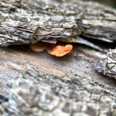 Trametes coccinea (Scarlet Bracket) at Curtin, ACT - 16 Apr 2024 by Hejor1