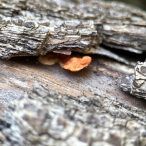 Trametes coccinea at suppressed by Hejor1