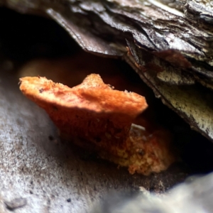 Trametes coccinea at Curtin, ACT - 16 Apr 2024