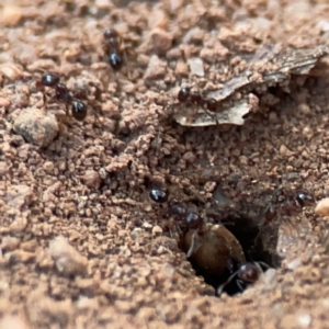 Monomorium sp. (genus) at Curtin, ACT - 16 Apr 2024