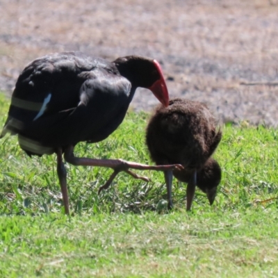 Porphyrio melanotus (Australasian Swamphen) at Upper Stranger Pond - 16 Apr 2024 by RodDeb