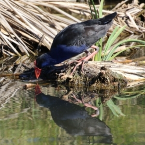 Porphyrio melanotus at Upper Stranger Pond - 16 Apr 2024