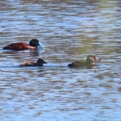 Oxyura australis (Blue-billed Duck) at Isabella Plains, ACT - 16 Apr 2024 by RodDeb