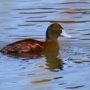 Oxyura australis at Upper Stranger Pond - 16 Apr 2024 01:35 PM