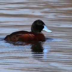 Oxyura australis at Upper Stranger Pond - 16 Apr 2024 01:35 PM