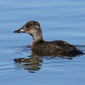 Oxyura australis at Upper Stranger Pond - 16 Apr 2024