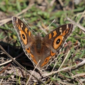 Junonia villida at Upper Stranger Pond - 16 Apr 2024 01:21 PM