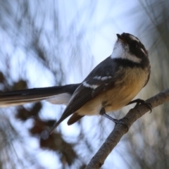 Rhipidura albiscapa (Grey Fantail) at Isabella Plains, ACT - 16 Apr 2024 by RodDeb