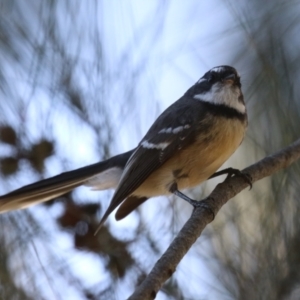 Rhipidura albiscapa at Upper Stranger Pond - 16 Apr 2024 01:03 PM