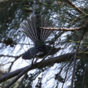 Rhipidura albiscapa at Upper Stranger Pond - 16 Apr 2024 01:03 PM