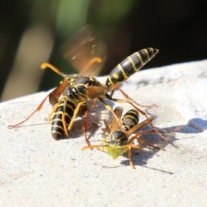 Polistes (Polistes) chinensis (Asian paper wasp) at Upper Stranger Pond by RodDeb