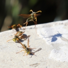 Polistes (Polistes) chinensis at Upper Stranger Pond - 16 Apr 2024 01:34 PM