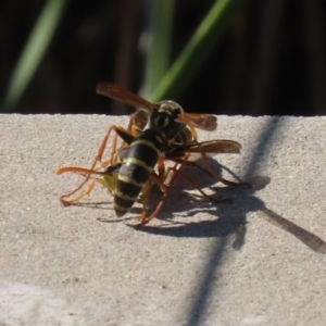 Polistes (Polistes) chinensis at Upper Stranger Pond - 16 Apr 2024 01:34 PM