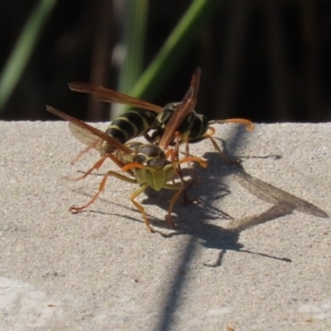 Polistes (Polistes) chinensis at Upper Stranger Pond - 16 Apr 2024 01:34 PM